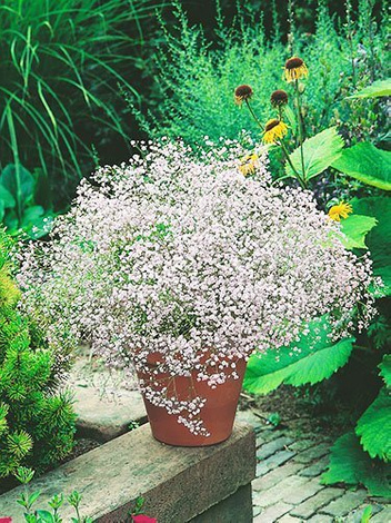 Gipsówka (Gypsophila paniculata) Biała