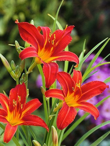 Liliowiec (Hemerocallis) 'Sammy Russel'