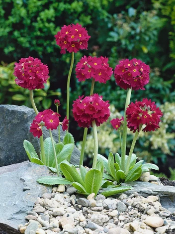 Pierwiosnek (Primula denticulata) Czerwony 1 szt.