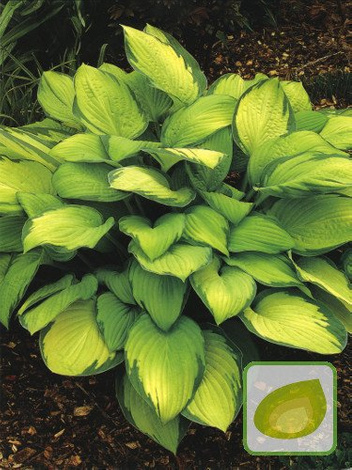 Funkia (Hosta) Gold Standard