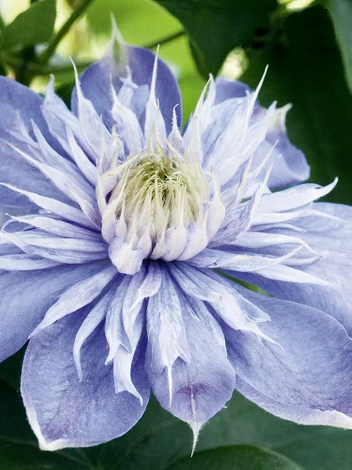 Powojnik (Clematis) 'Blue Explosion'