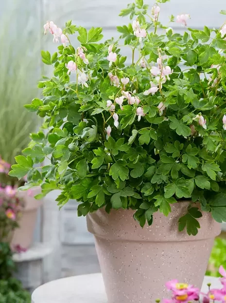 Serduszka okazała (Dicentra spectabilis) 'Cupid' 1 szt.