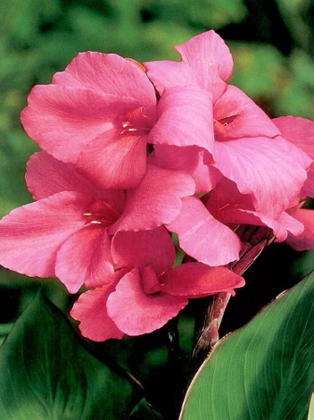 Paciorecznik (Canna) Pink 1 szt.