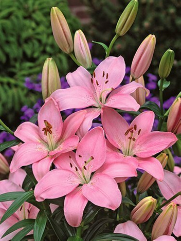 Lilia (Lilium) 'Foxtrot'