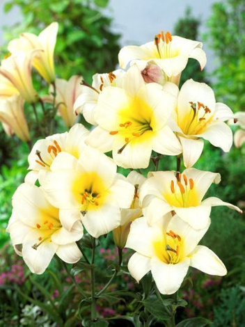 Lilia (Lilium) 'White Planet'