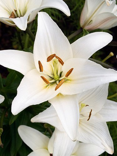 Lilia azjatycka (Lilium) Biała XL 1 szt.