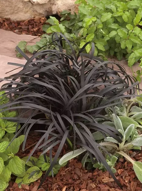 Konwalnik (Ophiopogon planiscapus) 'Niger'