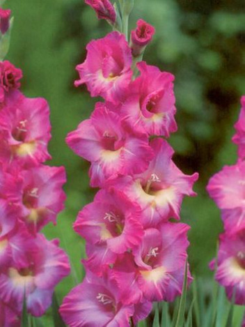 MEGAPAKA Mieczyk (Gladiolus) Wind Song