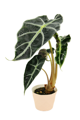 Alokazja Curly Bambino (Alocasia curly bambino)