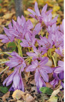 Zimowit (Colchicum) Purpureum