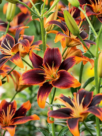 Lilia (Lilium) 'Forever Susan'