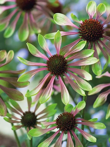 Jeżówka (Echinacea purpurea) 'Green Twister'