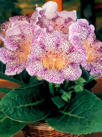 Gloksynia Gloxinia (Sinningia) 'Tigrinia Blue'