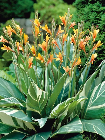 Paciorecznik (Canna) 'Stuttgart' 1 szt.