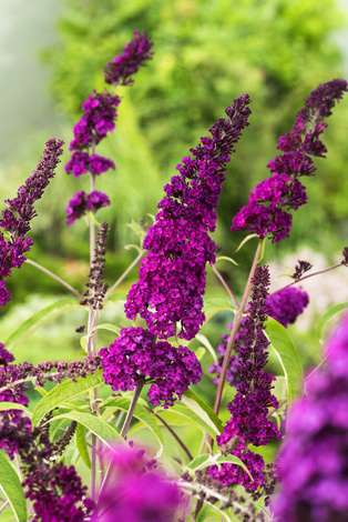 Buddleja Dawida (Buddleja davidii) 'Royal Red' - don. P9