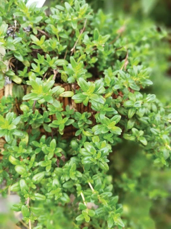 Nasiona Tymianek (Thymus vulgaris)