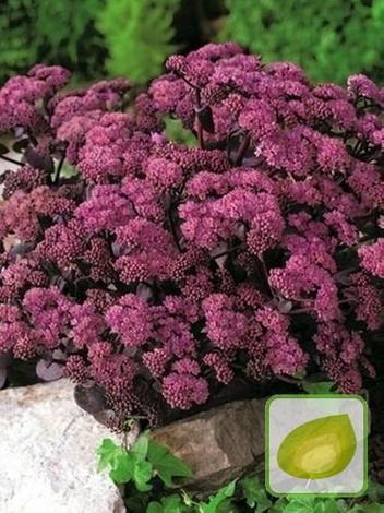 Rozchodnik (Sedum) Xenox