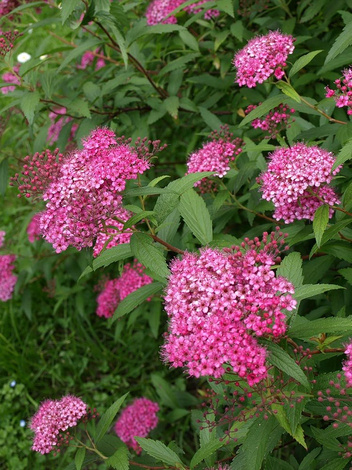 Tawuła (Spirea) 'Antony Waterer' - Krzew Ozdobny