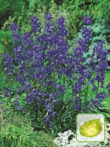 Ostróżka (Delphinium) Atlantis