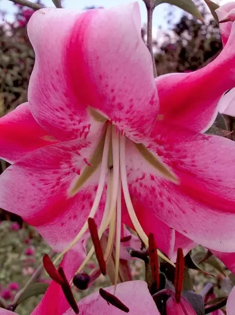 Lilia (Lilium) 'Anastasia' 1 szt.