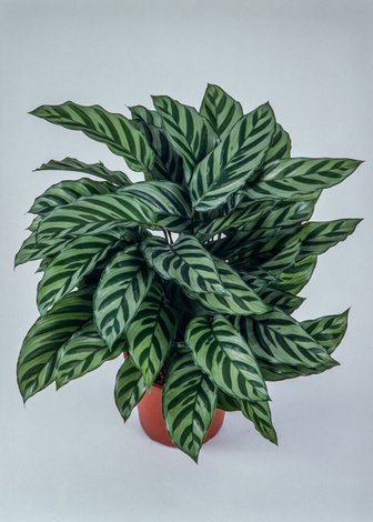 Kalatea Freddie (Calathea concinna Freddie)