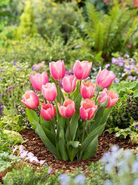 Tulipan Triumph (Tulipa) 'Dragon King' 5 szt.