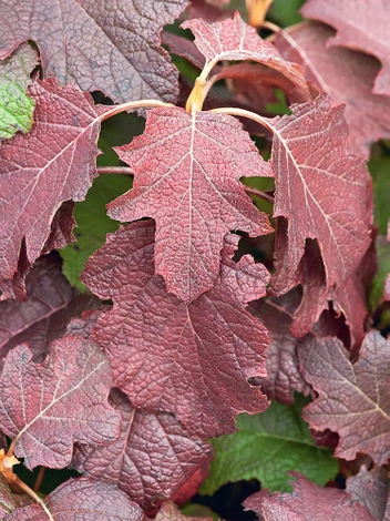 Hortensja (Hydrangea) Dębolistna Burgundy Czerwona