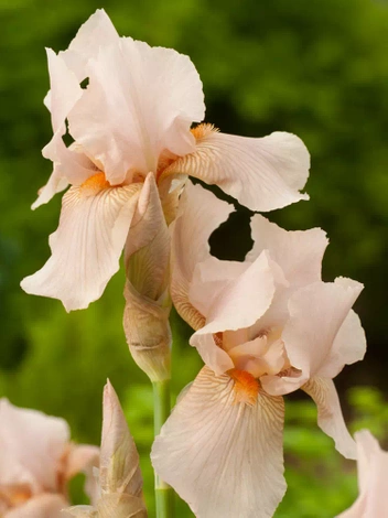 Kosaciec bródkowy (Iris germanica) 'Pink Horizon'