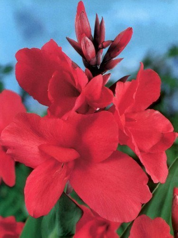 Paciorecznik (Canna) 'Crimson Beauty' 1 szt.