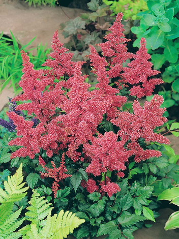 Tawułka (Astilbe japonica) 'Bremen'