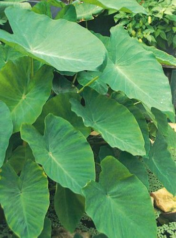 Kolokazja (Colocasia) Esculenta