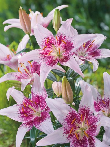 Lilia (Lilium) 'Cogoleto'