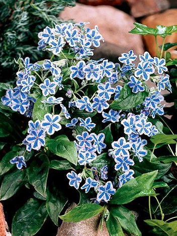 Ułudka (Omphalodes cappadocica) 'Starry Eyes'