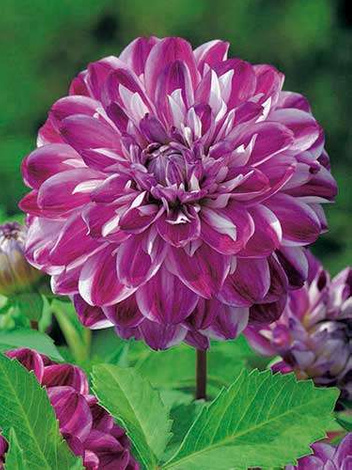 Dalia (Dahlia) 'Optic Illusion'