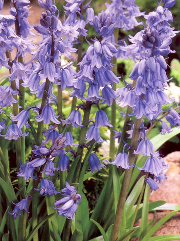 Cebulica dzwonkowata (Scilla campanulata) Niebieska