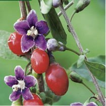 Nasiona Jagody Goji (Lycium barbarum) - Najzdrowsze Owoce