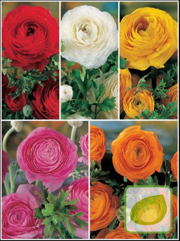 Zestaw Jaskry (Ranunculus)