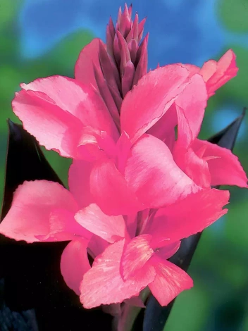 Paciorecznik (Canna) 'Pink Beauty' 1 szt.