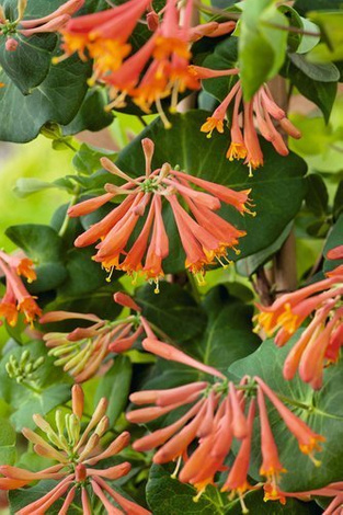 Wiciokrzew (Lonicera) Browna Dropmore Scarlet