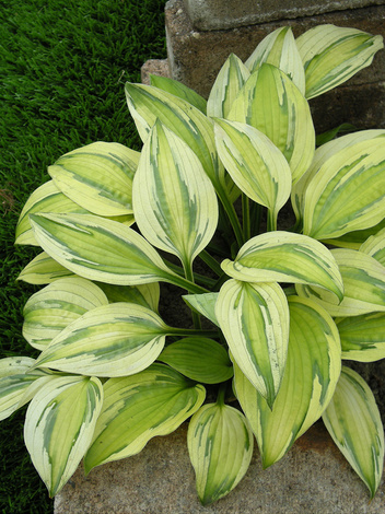 Hosta Captain's Adventure