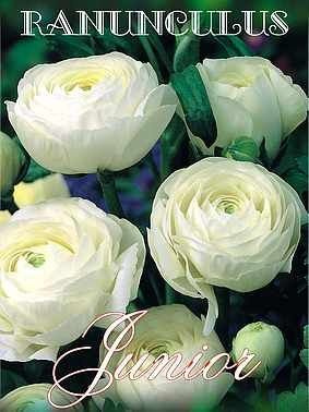 Jaskier (Ranunculus) White