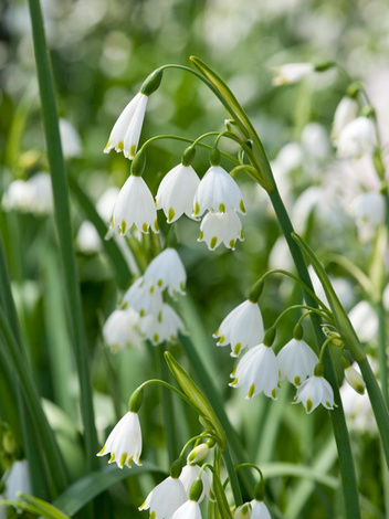 Śnieżyca (Leucojum aestivum) 10 szt.