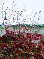 Żurawka (Heuchera micrantha) 'Palace Purple'