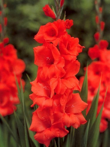 Mieczyk Tani (Gladiolus) 'Hunting Song'