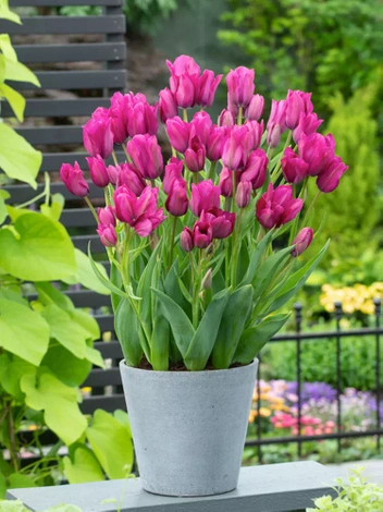 Tulipan Bukietowy (Tulipa) 'Night Club' 5 szt.