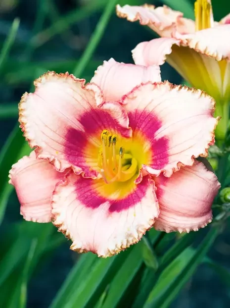 Liliowiec (Hemerocallis) 'Strawberry Candy 1 szt.