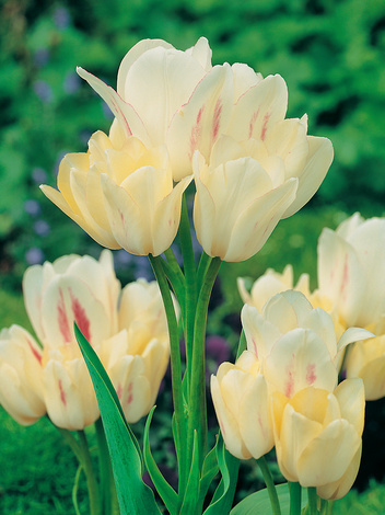 Tulipan Bukietowy (Tulipa) 'Candy Club' 5 szt.