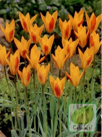 Tulipan CHRYSANTHA 6/7