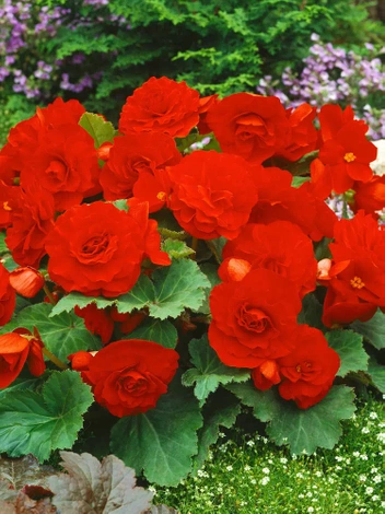 Begonia (Begonia) 'Non Stop' Czerwona 1 szt.