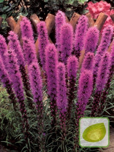 Liatra kłosowa (Liatris Spicata)